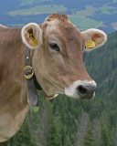 alpine cow.jpg