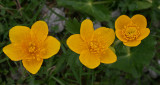 Marsh marigold.jpg