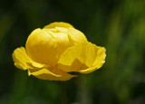 globeflower 2.jpg