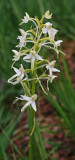lesser butterfly orchid.jpg