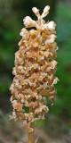 birds nest orchid.jpg