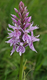 common spotted orchid.jpg