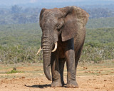 elephant 5.jpg