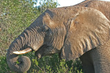 elephant Kariega .jpg