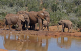 elephants 4.jpg