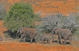 elephants 17.jpg