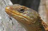 girdled lizard 3.jpg