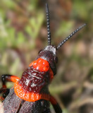 grasshopper 3.jpg