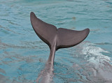 bottle nosed dolphin tail.jpg
