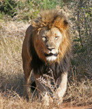 lion3.jpg