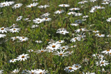 daisies sandveldt.jpg