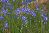 Heliophila coronopifolia.jpg