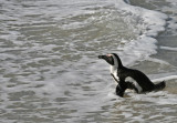 african penguin swimming.jpg