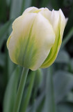 tulip vanilla cream 2.jpg