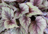 Begonia leaf 5.jpg