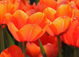 Tulip apricot impression.jpg