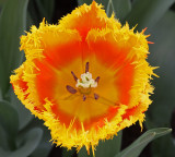 tulip 2.jpg