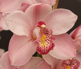 orchid 3.jpg