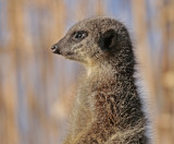 01 January meerkat 2.jpg