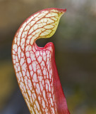 pitcher plant leaf.jpg