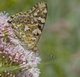 painted lady underside.jpg