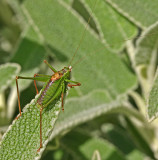 speckled bush cricket male adult.jpg