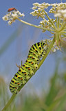 swallowtail caterpillar.jpg