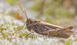 common field grasshopper 3a.jpg