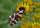 garden tiger moth 2.jpg