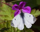 orange tip female 2.jpg