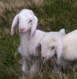 lambs 3.jpg