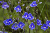 germander speedwell.jpg