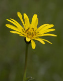 goats beard.jpg