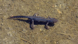 alpine newt under water.jpg