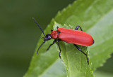 Cardinal beetle.jpg