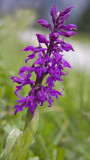 early purple orchid.jpg