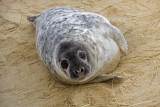 12 December seal pup on beach.JPG