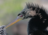 anhinga preening 3.jpg