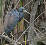 tricolour heron 3.jpg