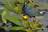 purple gallinule 2.jpg