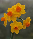 Narcissus Sol dOr 4.jpg