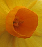 Narcissus Sol dOr 3.jpg