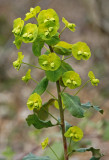 Euphorbia amygdaloides.jpg