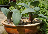 Allium karataviense in pot.jpg