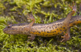common newt underside.jpg