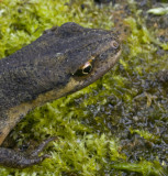 common newt head.jpg