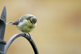 bluetit baby 2.jpg