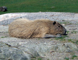 P1260216 Kapybara.jpg