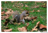 Squirrel in the green park