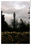 Strange plant in Regents Park